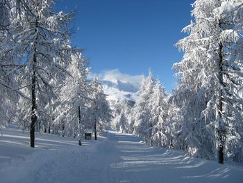 Snow covered land and trees against sky