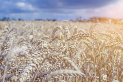 Close-up of stalks in field against sky