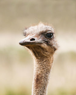 An ostrich looking direct at camera