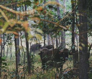 Horses in forest