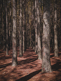 Trees in forest