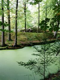 Reflection of trees in water