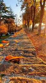 Autumn leaves on trees in forest