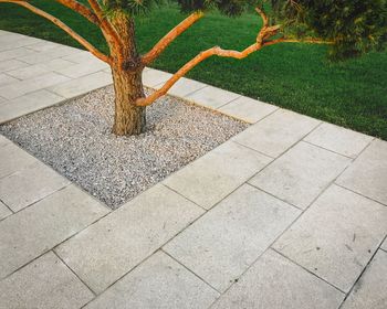 High angle view of tree trunk in park