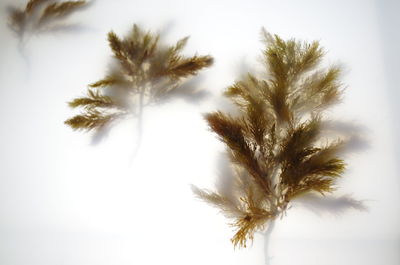 Low angle view of palm trees against sky