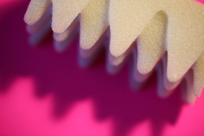 Close-up of pink petals on wall