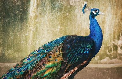 Close-up side view of a peacock