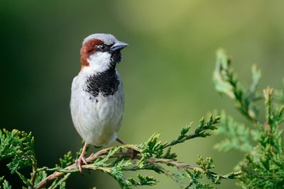 Close-up of sparrow perching on plant