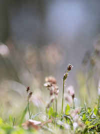 Close-up of insect on flower plant