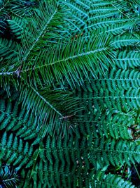 Full frame shot of fern tree