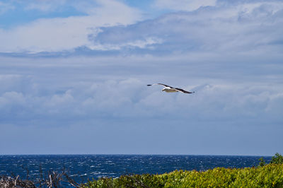 Seagull flying over sea against sky