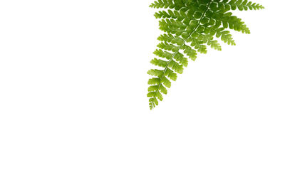 Close-up of green leaves over white background