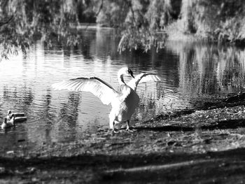 View of birds in water