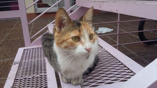 High angle portrait of cat sitting on floor