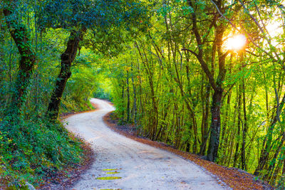 Road amidst trees in forest