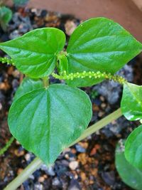 Close-up of green leaf