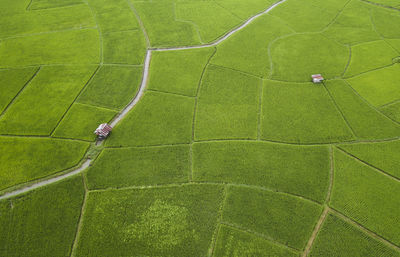 Aerial view of houses on rice paddy