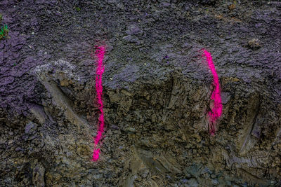 Close-up of purple tree trunk