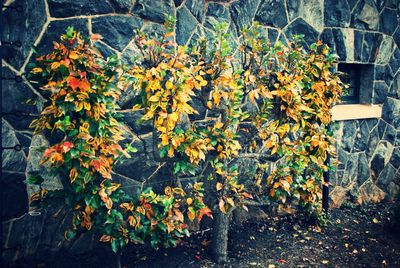 Leaves in a park