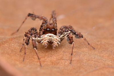 Close-up of spider