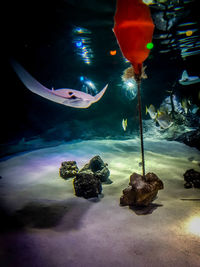 Close-up of fish swimming in aquarium