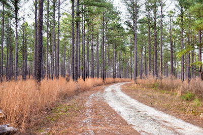 Dirt road amidst trees in forest