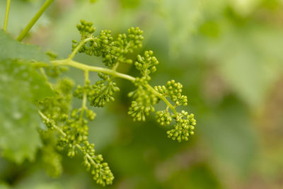 Grape vine with young leaves and buds blooming on a grape vine in the vineyard.