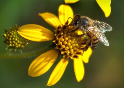 Close-up of bee on yellow flower