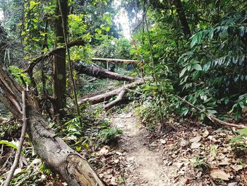 Trees growing in forest