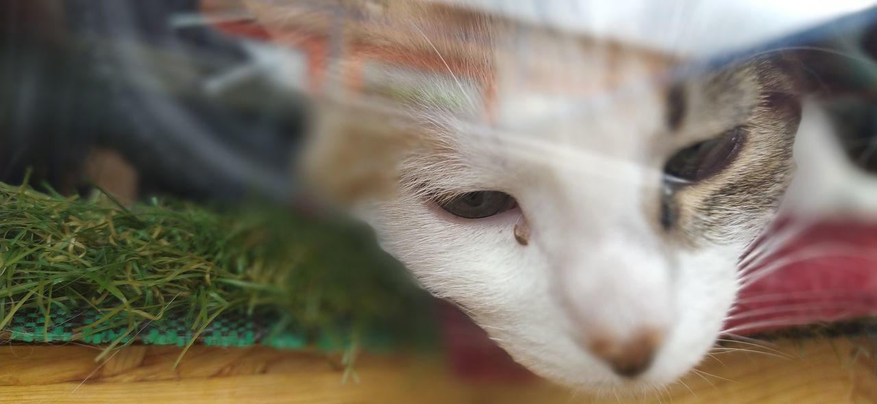 CLOSE-UP OF WHITE CAT