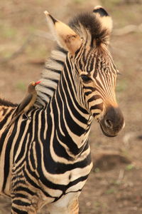 View of a zebra