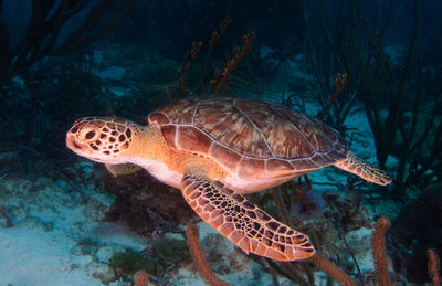 Turtle swimming in sea