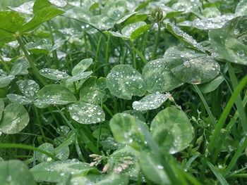 Close-up of wet plant leaves during rainy season