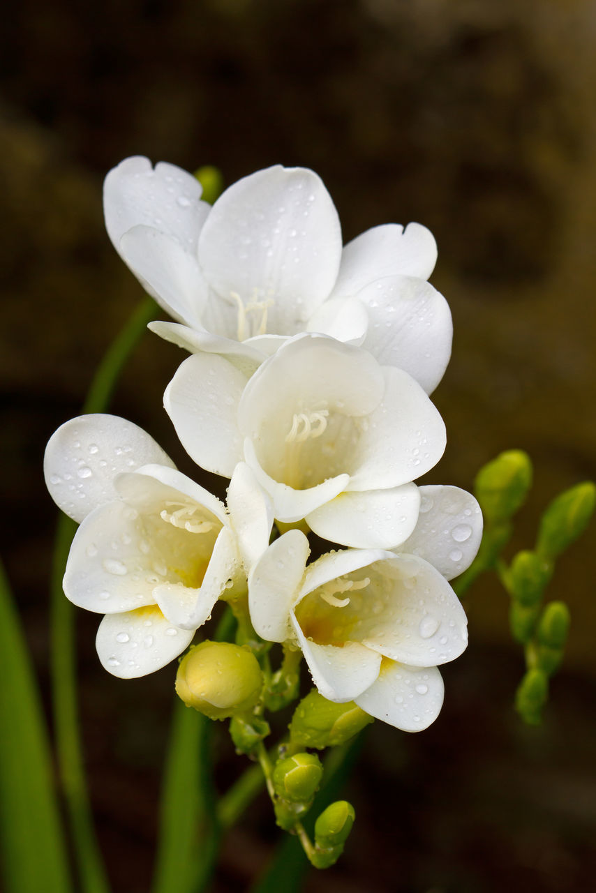 CLOSE-UP OF WET WHITE FLOWERS