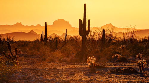 Saguaro cactus growing on field against clear sky during sunset