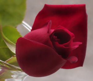 Close-up of red rose