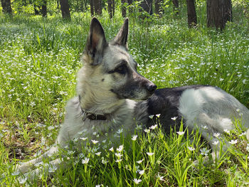 Dog looking away on field