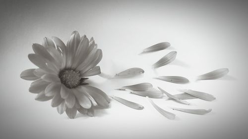 Close-up of flowers over white background