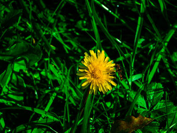 Close-up of yellow flower blooming outdoors