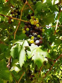 Low angle view of grapes hanging on tree