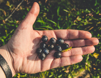 Close-up of hand holding fruit