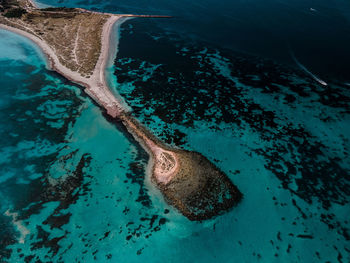 Fish swimming in sea