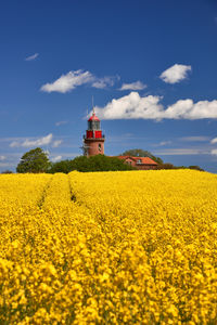 Scenic view of oilseed rape field against sky