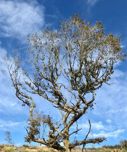 Low angle view of tree against blue sky
