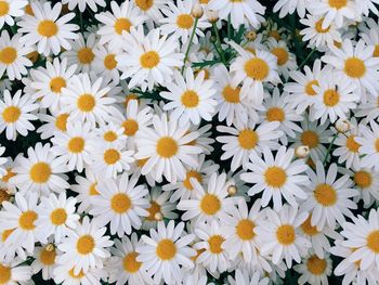 Full frame shot of yellow flowers