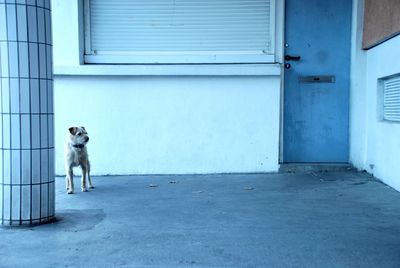 Dog on door