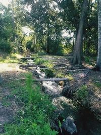 Stream in forest