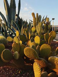 Close-up of succulent plant on field against sky