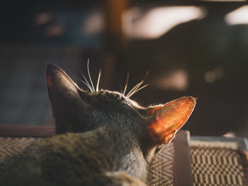 Close-up of cat lying on bed