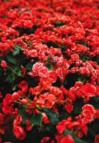 Full frame shot of red flowering plants